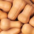 butternuut 1