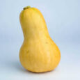 butternuut