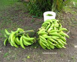 Matoke- bunch