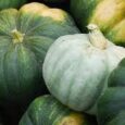 pumpkins