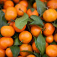 tangerines